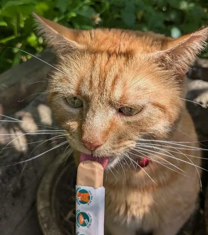Cats + Their Food: 51 Hilarious Moments You Gotta See To Believe