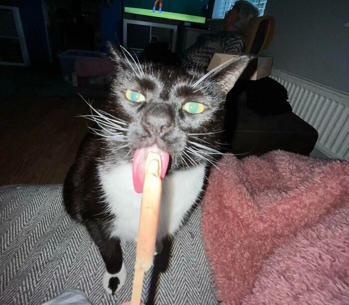 Cats + Their Food: 51 Hilarious Moments You Gotta See To Believe