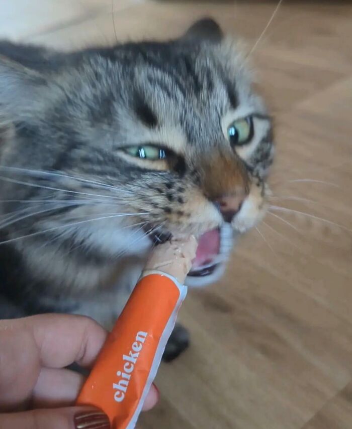Cats + Their Food: 51 Hilarious Moments You Gotta See To Believe