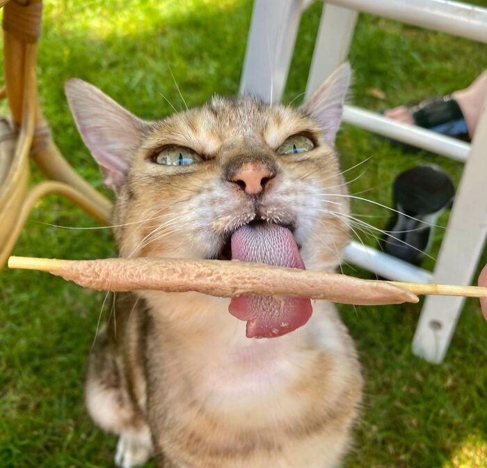 Cats + Their Food: 51 Hilarious Moments You Gotta See To Believe