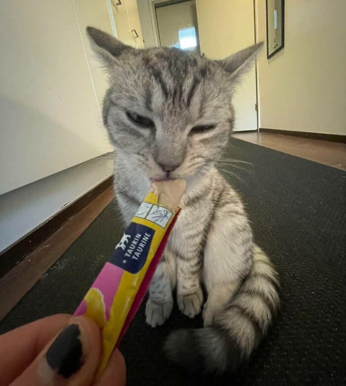 Cats + Their Food: 51 Hilarious Moments You Gotta See To Believe