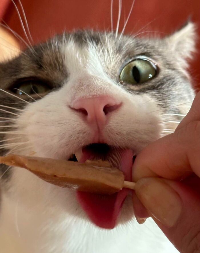 Cats + Their Food: 51 Hilarious Moments You Gotta See To Believe