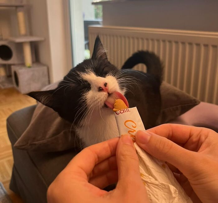 Cats + Their Food: 51 Hilarious Moments You Gotta See To Believe