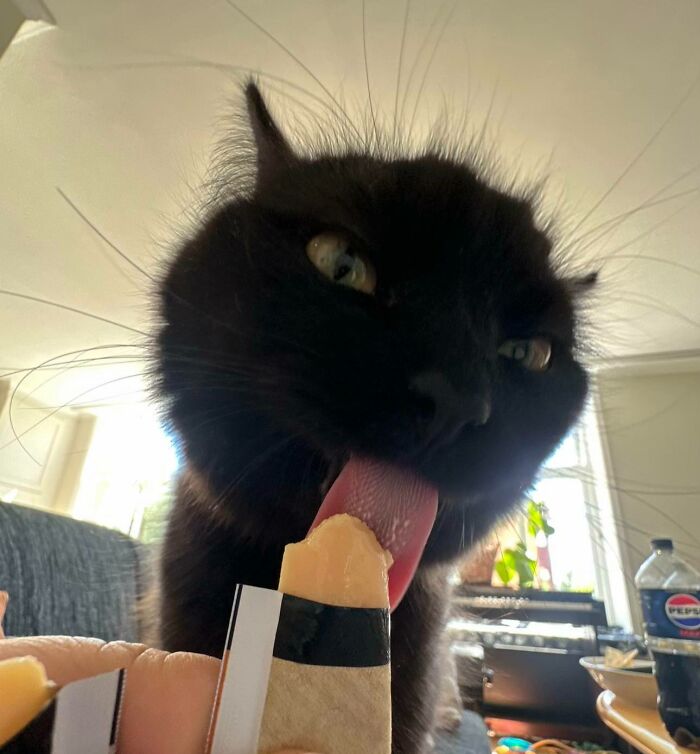 Cats + Their Food: 51 Hilarious Moments You Gotta See To Believe
