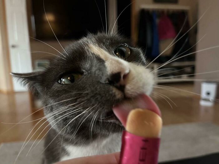 Cats + Their Food: 51 Hilarious Moments You Gotta See To Believe