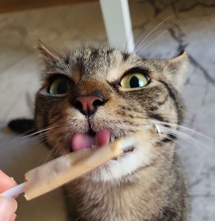 Cats + Their Food: 51 Hilarious Moments You Gotta See To Believe