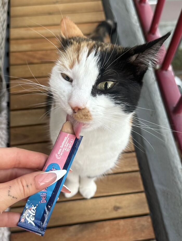 Cats + Their Food: 51 Hilarious Moments You Gotta See To Believe