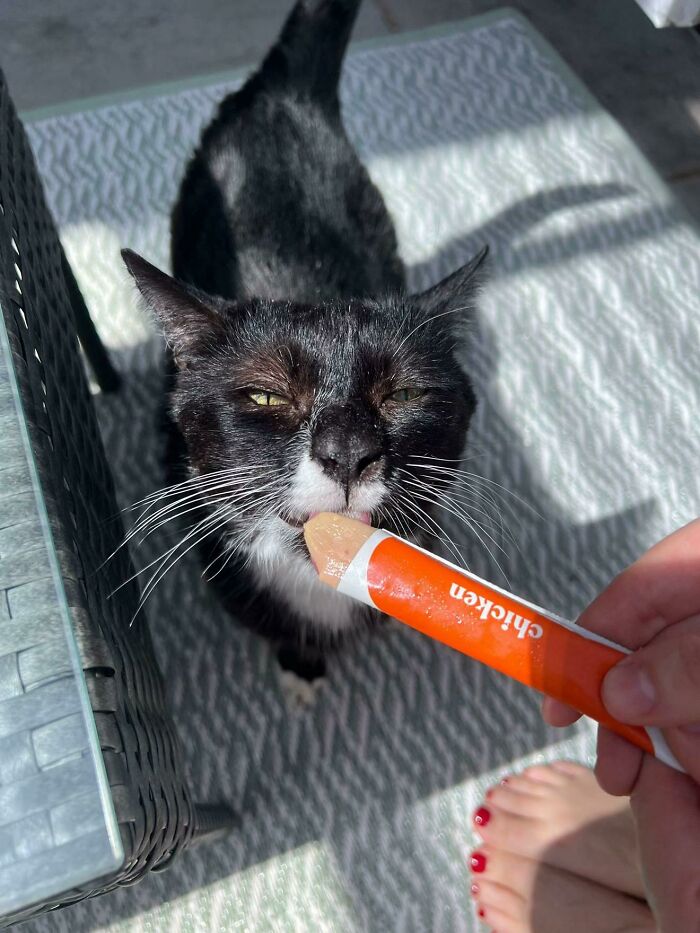 Cats + Their Food: 51 Hilarious Moments You Gotta See To Believe