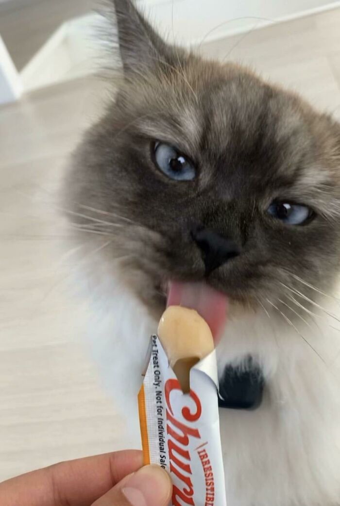 Cats + Their Food: 51 Hilarious Moments You Gotta See To Believe