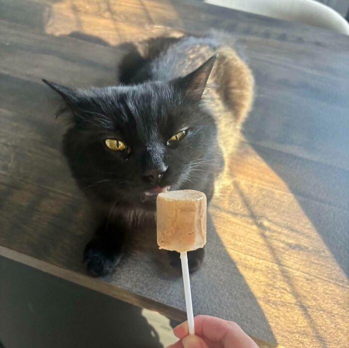 Cats + Their Food: 51 Hilarious Moments You Gotta See To Believe