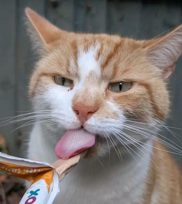 Cats + Their Food: 51 Hilarious Moments You Gotta See To Believe