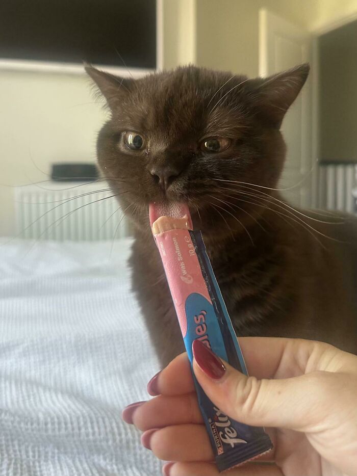 Cats + Their Food: 51 Hilarious Moments You Gotta See To Believe