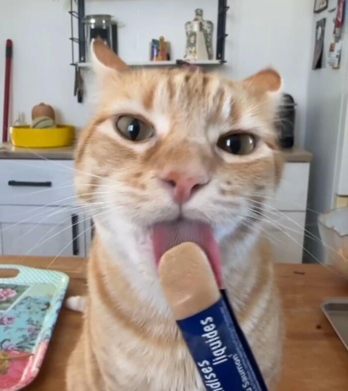 Cats + Their Food: 51 Hilarious Moments You Gotta See To Believe