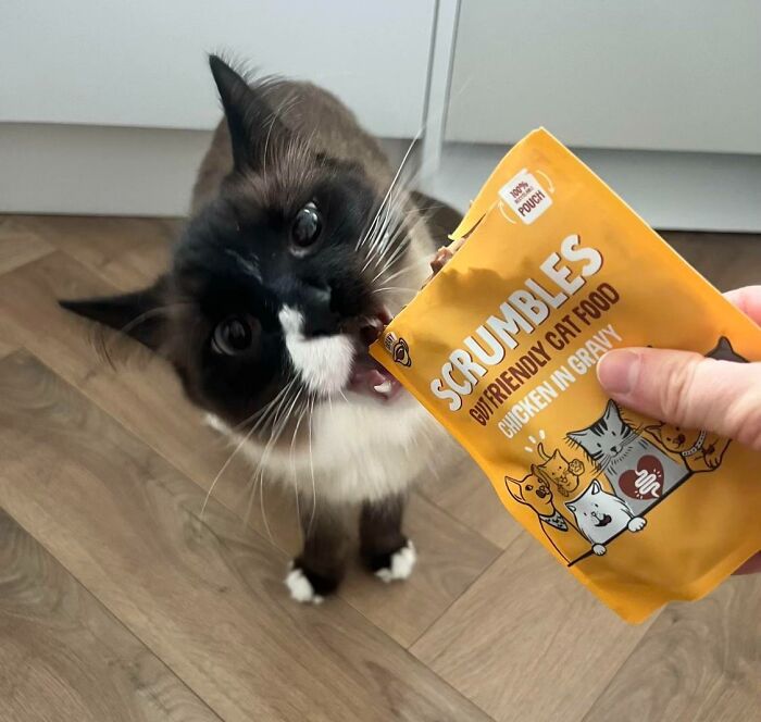 Cats + Their Food: 51 Hilarious Moments You Gotta See To Believe