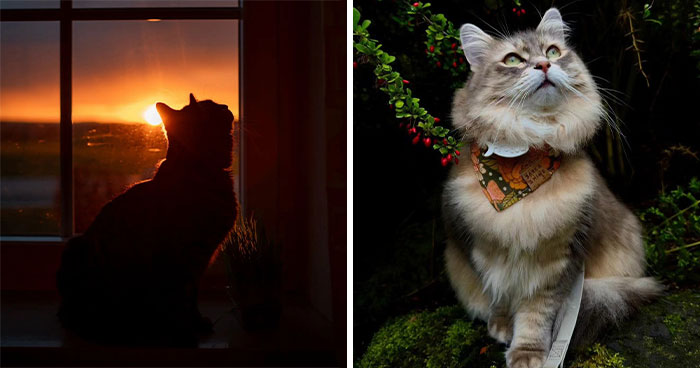 41 Cat Photos That Prove Cats Are Basically Tiny Furry Royalty