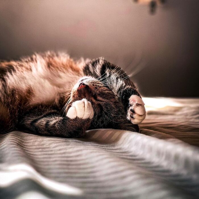 41 Cat Photos That Prove Cats Are Basically Tiny Furry Royalty