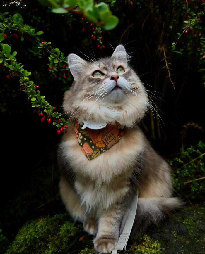 41 Cat Photos That Prove Cats Are Basically Tiny Furry Royalty