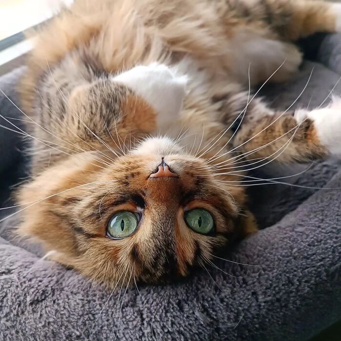 41 Cat Photos That Prove Cats Are Basically Tiny Furry Royalty