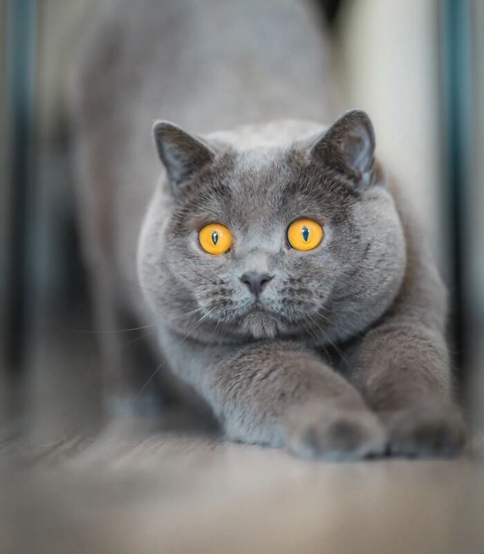 41 Cat Photos That Prove Cats Are Basically Tiny Furry Royalty