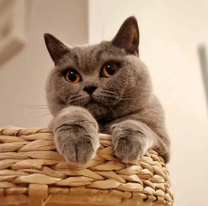 41 Cat Photos That Prove Cats Are Basically Tiny Furry Royalty
