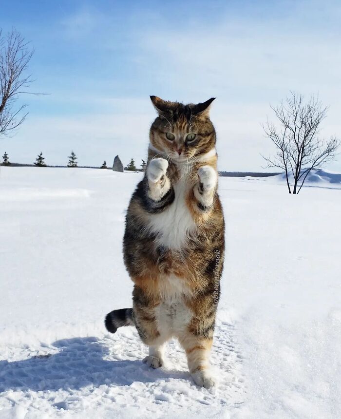 41 Cat Photos That Prove Cats Are Basically Tiny Furry Royalty