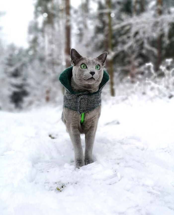 41 Cat Photos That Prove Cats Are Basically Tiny Furry Royalty