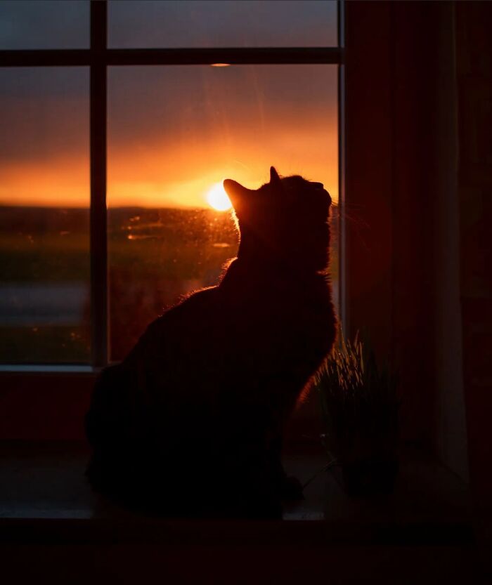 41 Cat Photos That Prove Cats Are Basically Tiny Furry Royalty