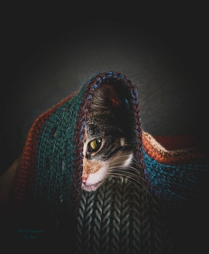 41 Cat Photos That Prove Cats Are Basically Tiny Furry Royalty