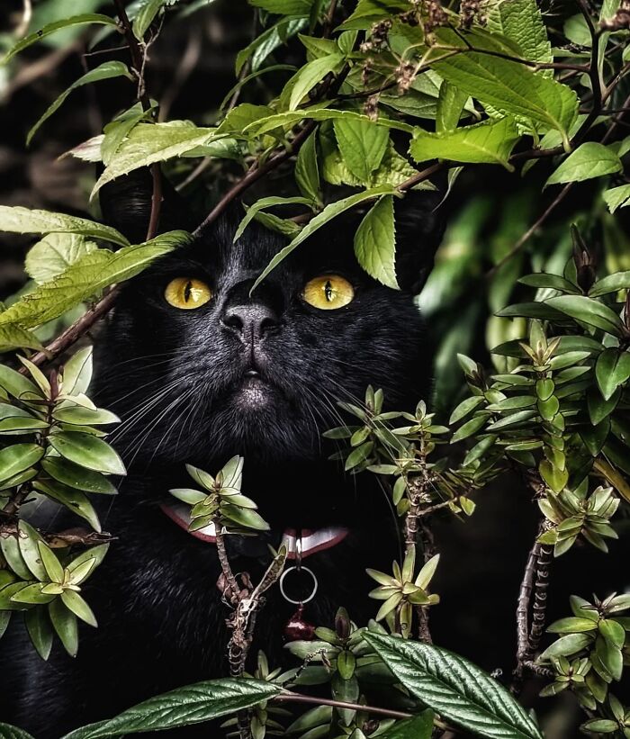 41 Cat Photos That Prove Cats Are Basically Tiny Furry Royalty