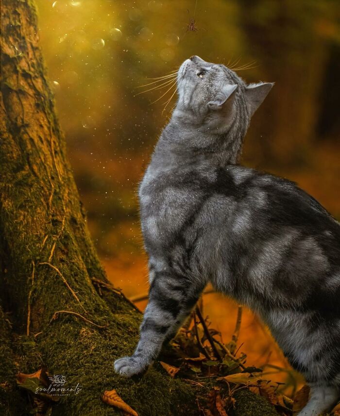 41 Cat Photos That Prove Cats Are Basically Tiny Furry Royalty
