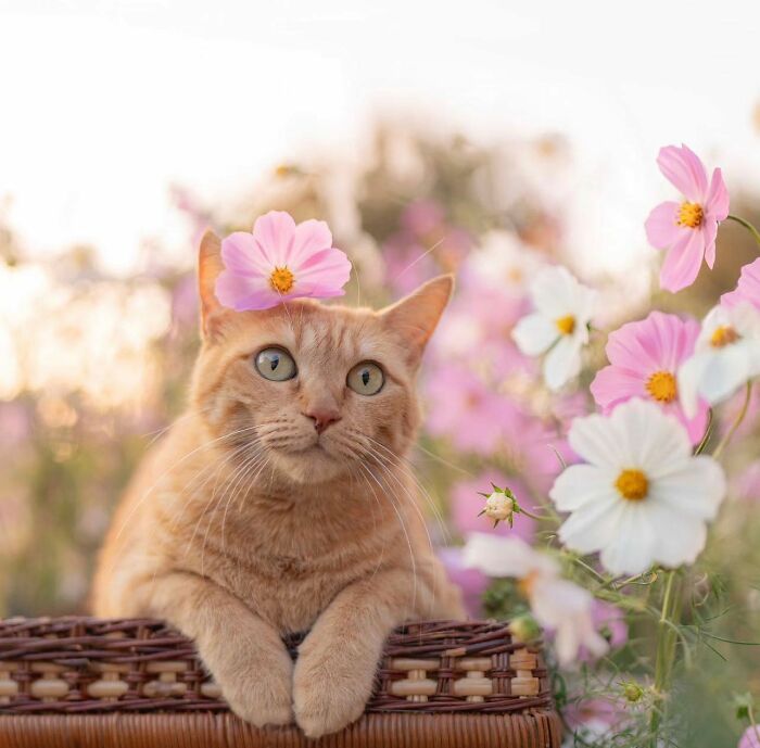 41 Cat Photos That Prove Cats Are Basically Tiny Furry Royalty