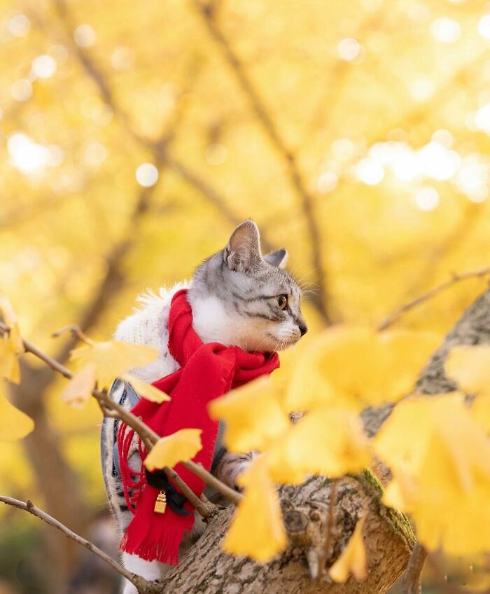 41 Cat Photos That Prove Cats Are Basically Tiny Furry Royalty