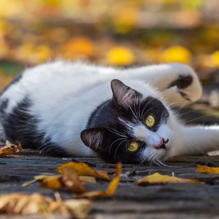 41 Cat Photos That Prove Cats Are Basically Tiny Furry Royalty