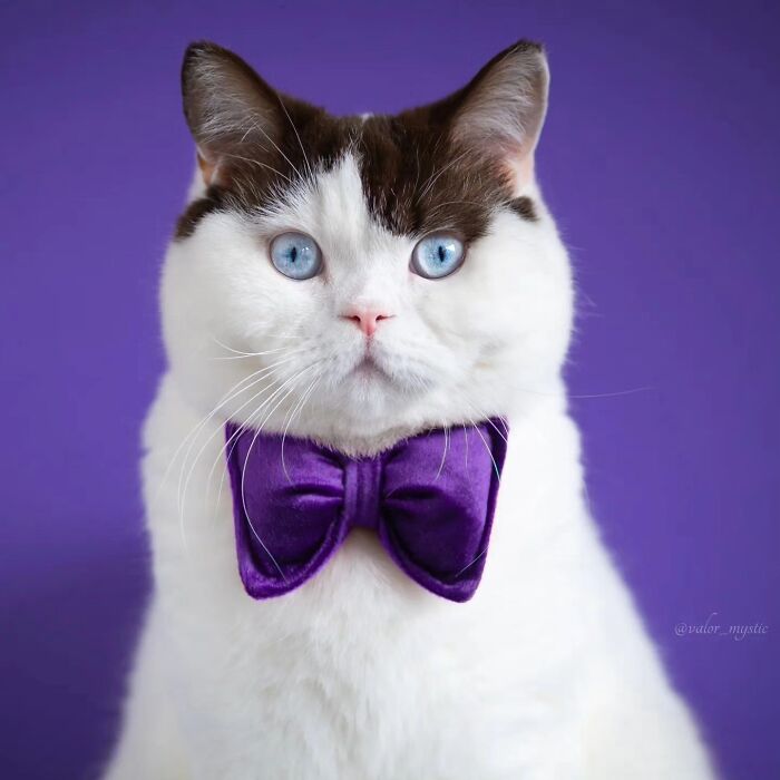 41 Cat Photos That Prove Cats Are Basically Tiny Furry Royalty