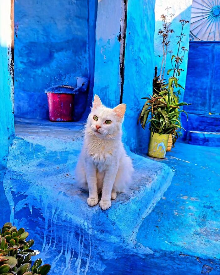 41 Cat Photos That Prove Cats Are Basically Tiny Furry Royalty