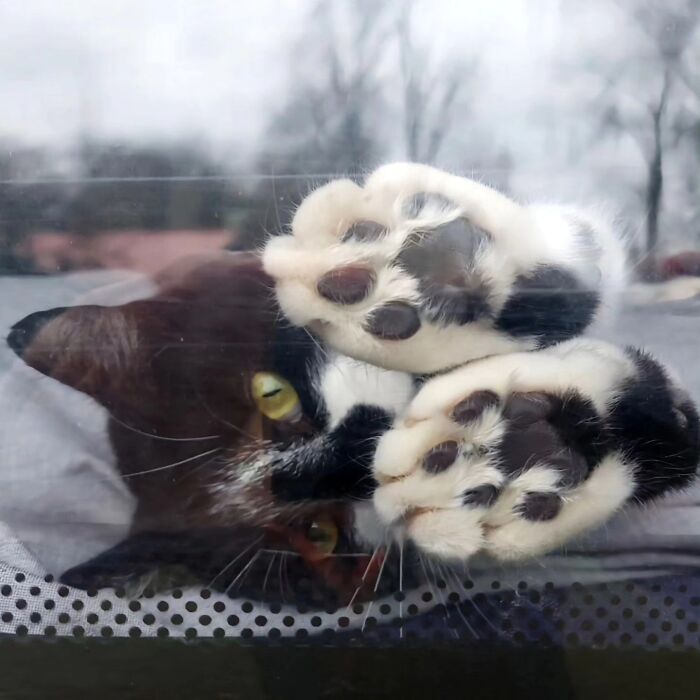 41 Cat Photos That Prove Cats Are Basically Tiny Furry Royalty