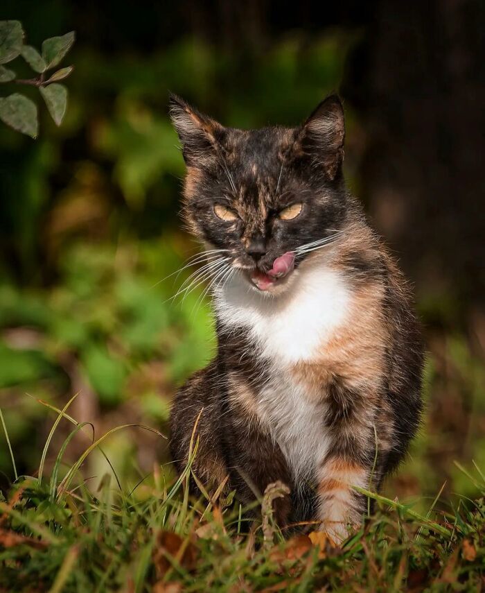 41 Cat Photos That Prove Cats Are Basically Tiny Furry Royalty