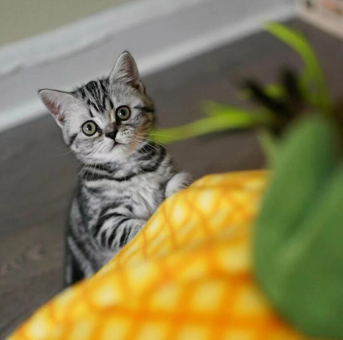 41 Cat Photos That Prove Cats Are Basically Tiny Furry Royalty