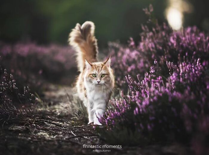 41 Cat Photos That Prove Cats Are Basically Tiny Furry Royalty