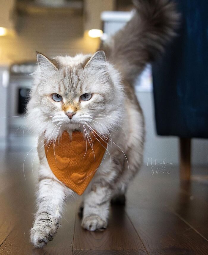 41 Cat Photos That Prove Cats Are Basically Tiny Furry Royalty