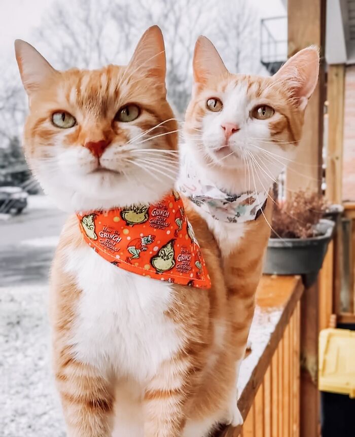 41 Cat Photos That Prove Cats Are Basically Tiny Furry Royalty