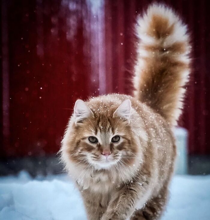 41 Cat Photos That Prove Cats Are Basically Tiny Furry Royalty