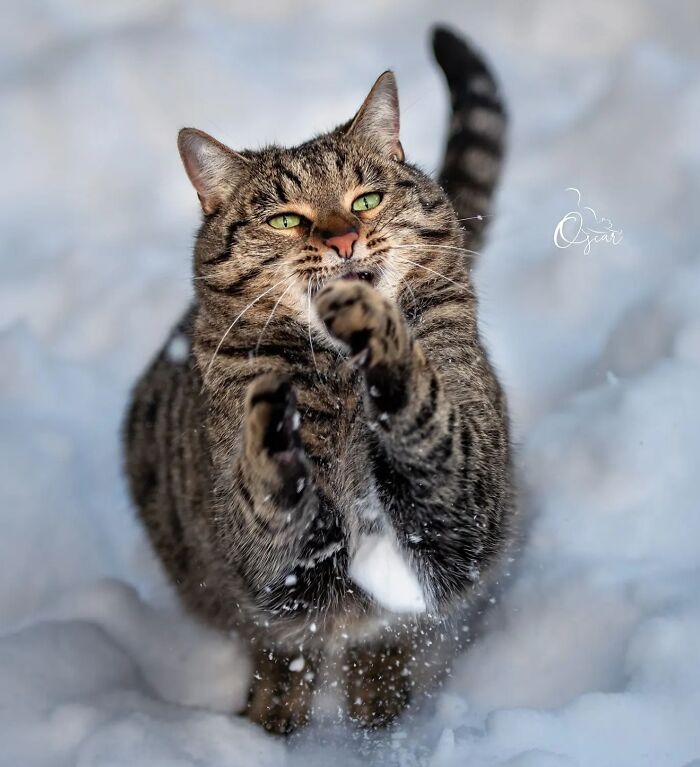 41 Cat Photos That Prove Cats Are Basically Tiny Furry Royalty