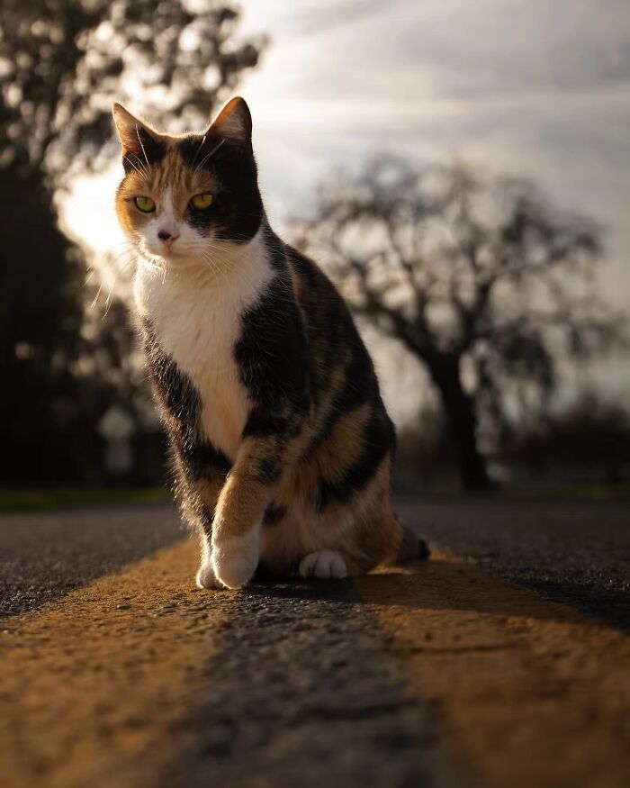 41 Cat Photos That Prove Cats Are Basically Tiny Furry Royalty