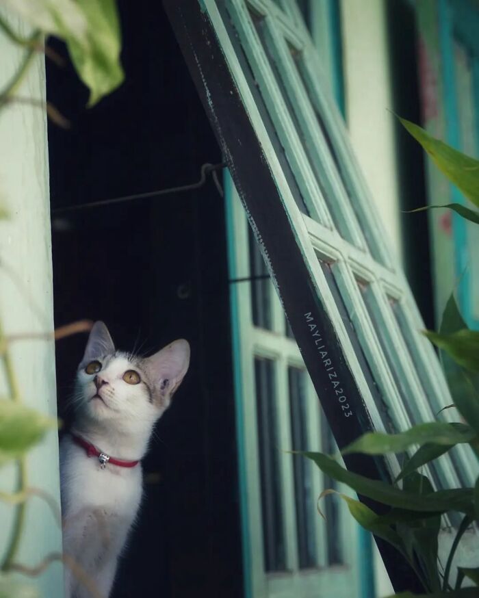 41 Cat Photos That Prove Cats Are Basically Tiny Furry Royalty
