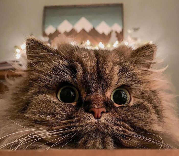 41 Cat Photos That Prove Cats Are Basically Tiny Furry Royalty