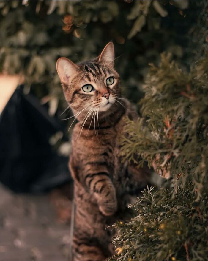 41 Cat Photos That Prove Cats Are Basically Tiny Furry Royalty