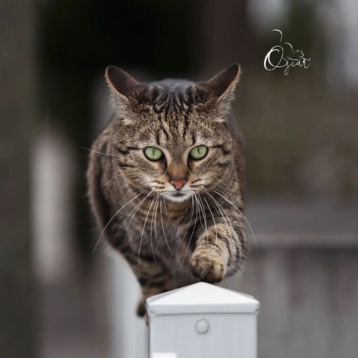 41 Cat Photos That Prove Cats Are Basically Tiny Furry Royalty