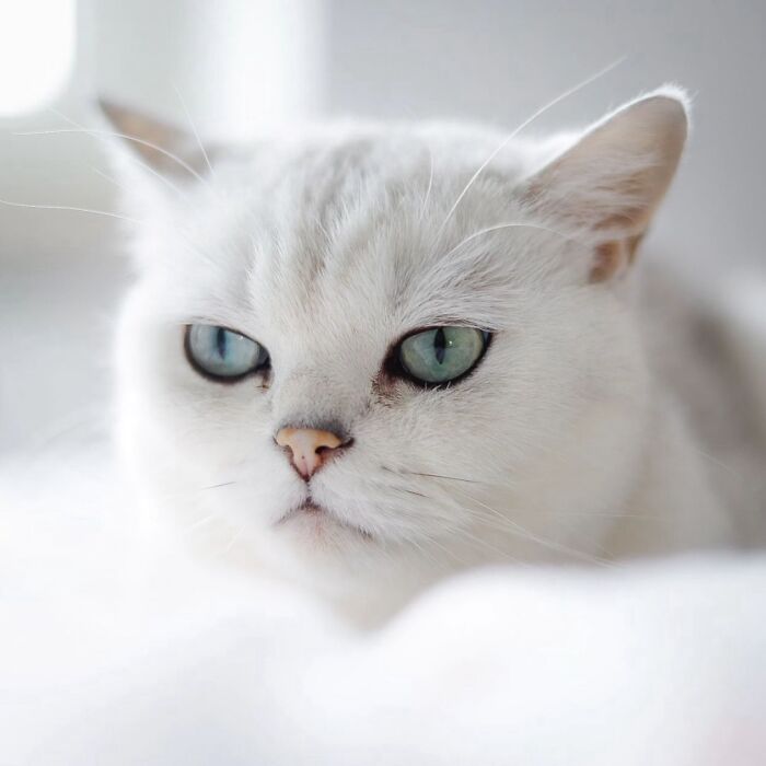 41 Cat Photos That Prove Cats Are Basically Tiny Furry Royalty