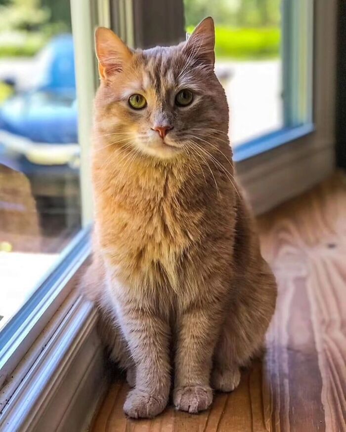 41 Cat Photos That Prove Cats Are Basically Tiny Furry Royalty